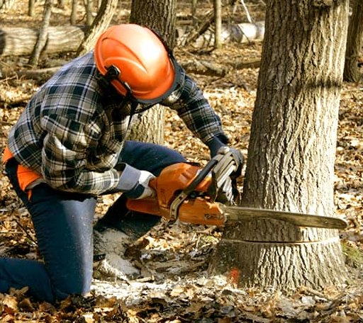 Tree Removal in Crooks, SD